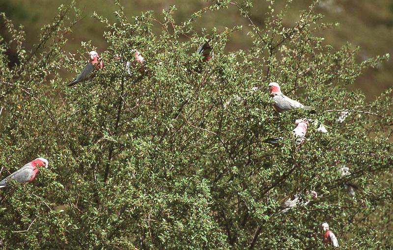 WT 0400 056-29 Australia.jpg